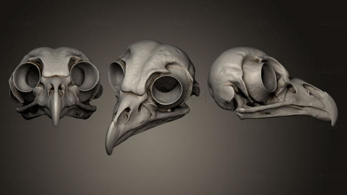 3D model Barred Owl Skull (STL)
